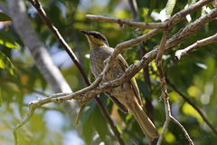 Gavicalis fasciogularis