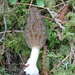 Black Morel - Photo (c) mountainamoeba, some rights reserved (CC BY)