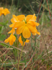 Crossandra infundibuliformis