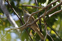 Gavicalis fasciogularis