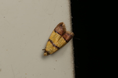 Heteroteucha distephana