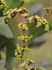 Euphorbia antiquorum