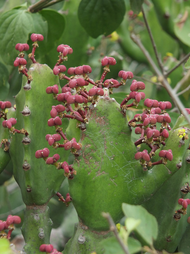 Image of Euphorbia antiquorum by (c) Siddarth Machado, some rights reserved (CC BY)