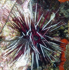 Echinothrix calamaris