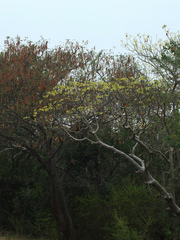 Gyrocarpus americanus