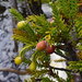 Retrophyllum minus - Photo (c) Joey Santore,  זכויות יוצרים חלקיות (CC BY-NC), הועלה על ידי Joey Santore