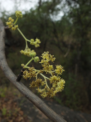 Gyrocarpus americanus