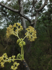 Gyrocarpus americanus