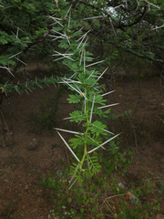 Vachellia planifrons
