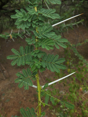Vachellia planifrons