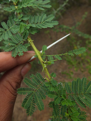 Vachellia planifrons