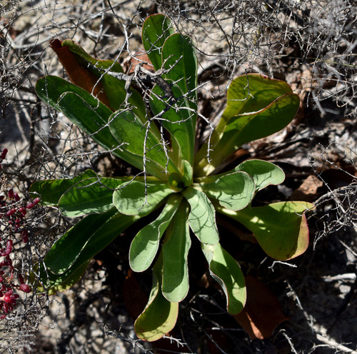 Limonium solanderi observed 2025-10-20