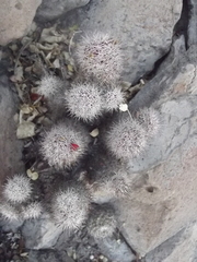 Mammillaria albicans