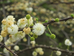 Vachellia planifrons