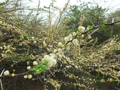 Vachellia planifrons