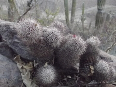 Mammillaria albicans