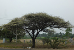 Vachellia planifrons