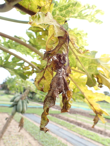 Large papaya fruit