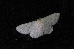 Idaea neovalida