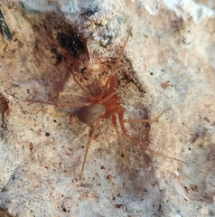 Loxosceles yucatana