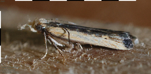 Dichomeris simpliciella photo 2