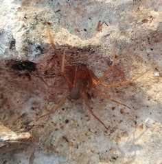 Loxosceles yucatana