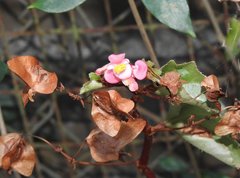 Begonia cucullata