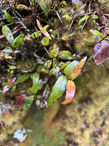 Parkinson's Rātā (Metrosideros parkinsonii)