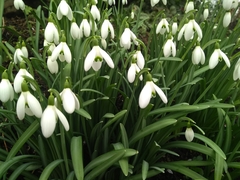 Galanthus nivalis