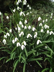 Galanthus nivalis