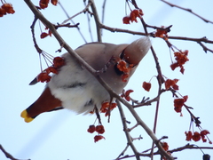 Bombycilla garrulus