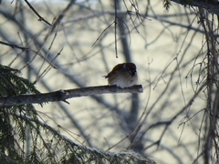 Passer montanus