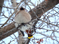 Bombycilla garrulus