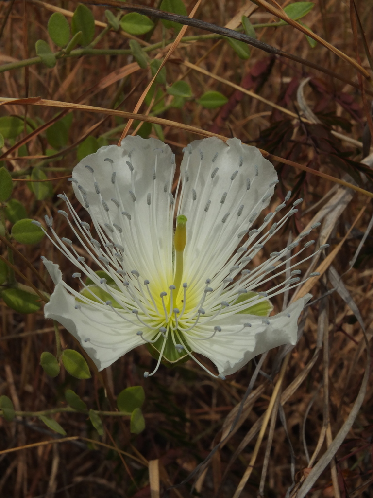 Capparis grandiflora