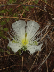 Capparis grandiflora