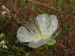 Capparis grandiflora