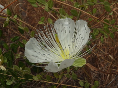 Capparis grandiflora
