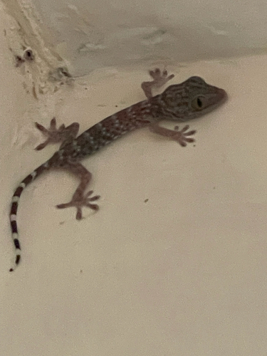 Gekko gecko