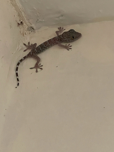 Gekko gecko