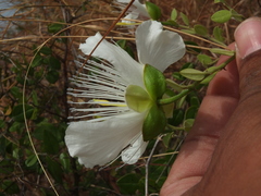 Capparis grandiflora