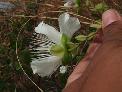 Capparis grandiflora