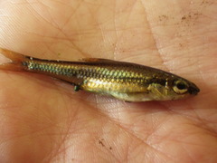 Notropis petersoni