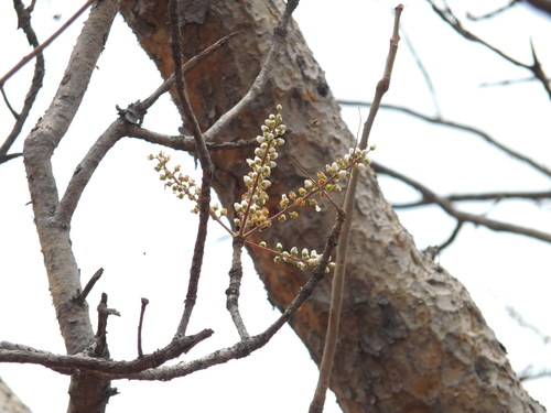 Boswellia serrata