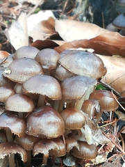 Mycena tintinnabulum