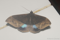 Ischyja inferna