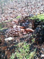 Mycena tintinnabulum