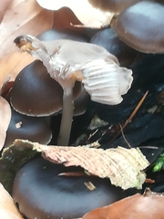 Mycena tintinnabulum