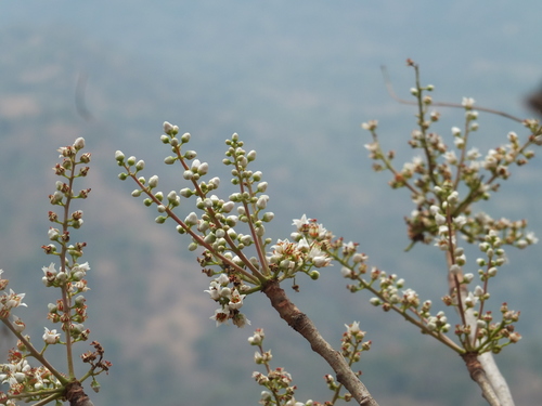 Boswellia serrata