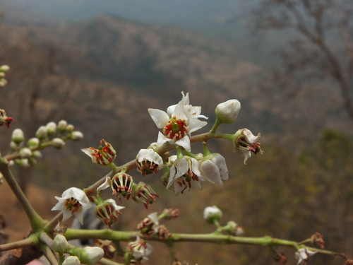 Boswellia serrata