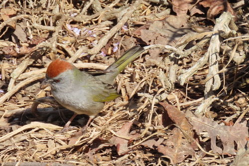 Green-tailed Towhee (Pipilo chlorurus)